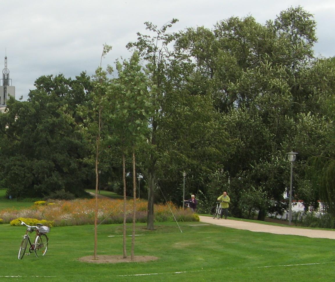 Freundschaftsinsel Potsdam Foto Brandt